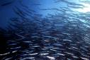 Havet
